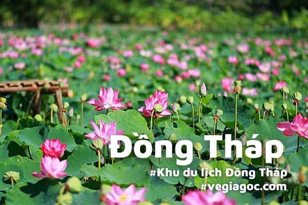 Lắp Mạng Viettel Tại Đồng Tháp: Giải Pháp Kết Nối Tối Ưu, Khuyến Mãi Cực Hấp Dẫn